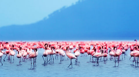 Lakes In Kenya