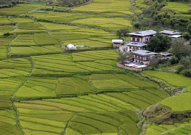 traditional bhutanese houses in rice field.