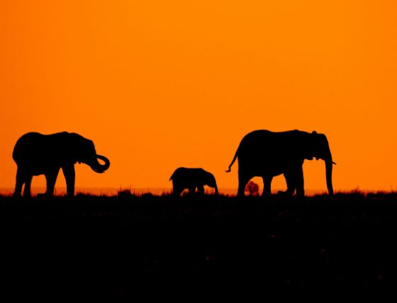 A family of African elephants at sunset