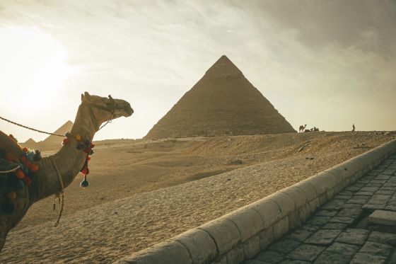 A camel in front of the great pyramids in Egypt