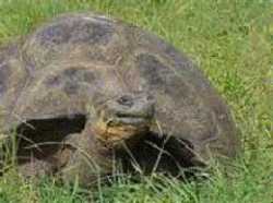 Galapagos Turtle