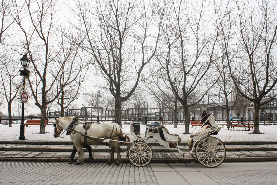 a horse-drawn carriage waiting in front of a snowy park in Old Montreal, Quebec