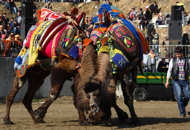 Turkey Camel Wrestling Festival
