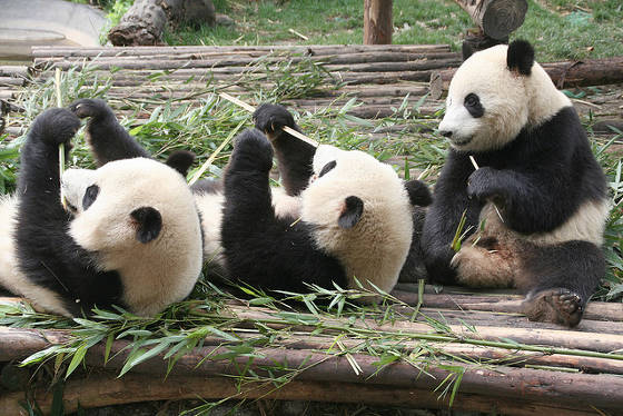 Chengdu Giant Pandas.
