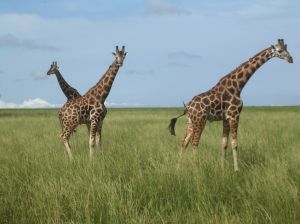 Giraffes in Uganda