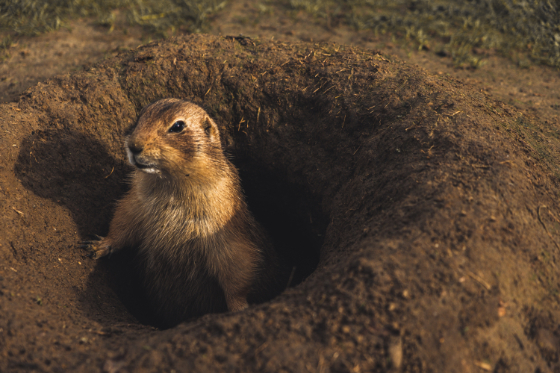 a groundhog peeking out of his burrow