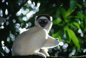 Lemur Madagascar