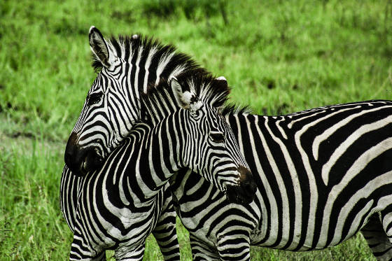 zambia safari