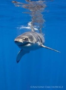 Cage Diving for Great White Sharks at Isla Guadalupe Mexico with SharkDiver.com