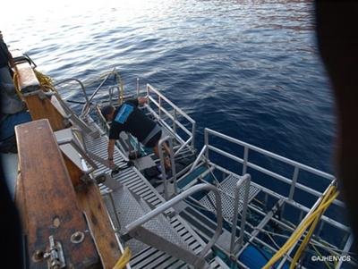 Guadalupe Island Mexico Shark Cage Diving