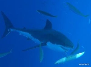 Isla Guadalupe Shark Diver