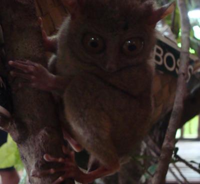 The Tarsier in the Philippines