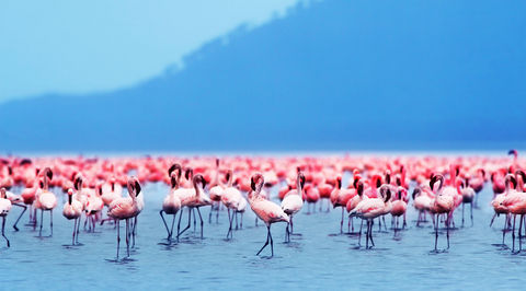 Flamingo birds on lake Nakuru, African safari, Kenya