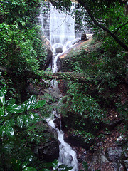 Tijuca Park in Rio de Janeiro Brazil