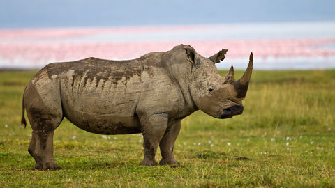 Rhino standing near Lake Nakuru in Kenya